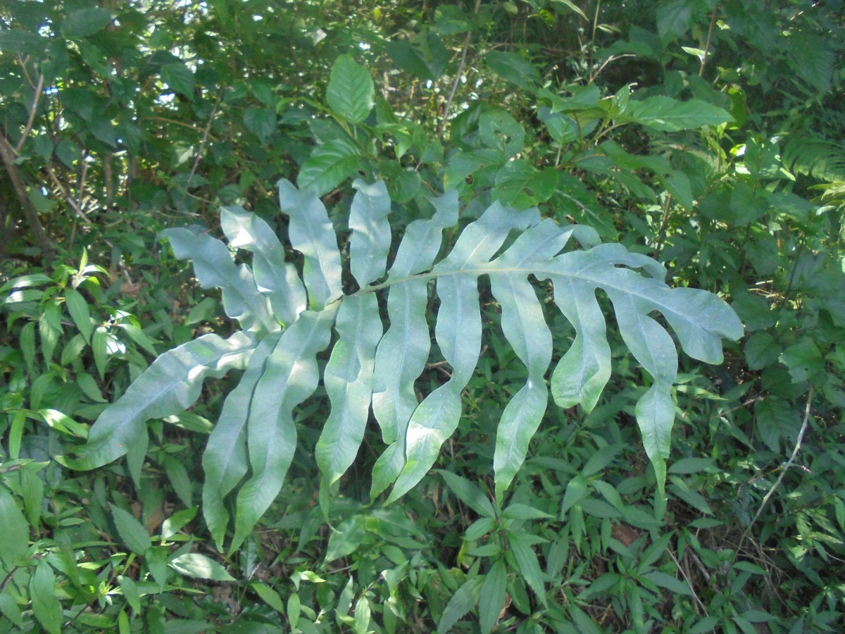 Phlebodium aureum (L.) J.Sm. (Polypodiaceae)